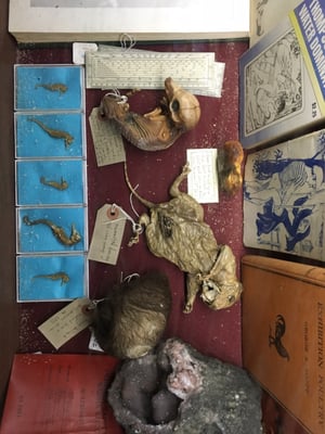 The Viktor Wynd Museum of Curiosities, Fine Art & UnNatural History by null