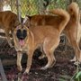Photo of 2nd Home Dog Boarding