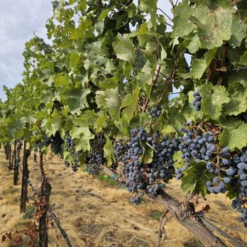 Stonehouse Cellars - It was fun walking through the vineyard - Wine Tasting Room Near Me - Clearlake Oaks, California