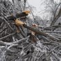 Photo of Antrim Tree Service