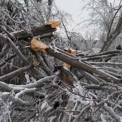 Antrim Tree Service - Antrim Tree Service is here to resolve your tree-related storm damage