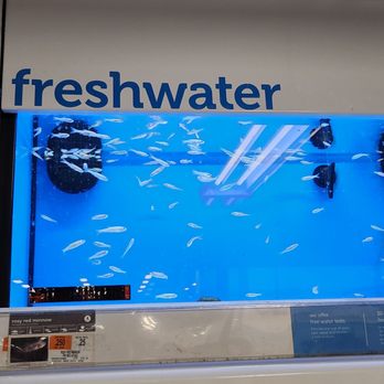 Petco - Each filter has at least 20 dead fish. All tanks have the same issue. No employee around - Pet Stores Near Me - Ramsey, New Jersey