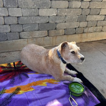 Bear Roots Tavern - Rudi comfortable on the patio - American Near Me - Escondido, California Bear Roots Tavern - Rudi comfortable on the patio - American Near Me - Escondido, California