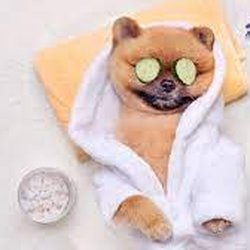 Bark Avenue Grooming