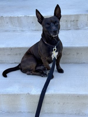 Williamson County Regional Animal Shelter