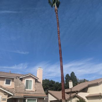 Ortega's Jr Tree Service - Finished skinned palm tree. - Tree Services Near Me - Riverside , California