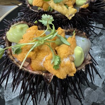Holbox - Scallop and uni ceviche - Latin American Near Me - Los Angeles, California Holbox - Scallop and uni ceviche - Latin American Near Me - Los Angeles, California