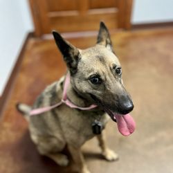 Broadway Animal Hospital - Siouxsie