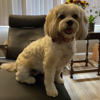 Classy Canine's Wiggle Rumps - Pet Groomers Near Me - Castrovalley, California