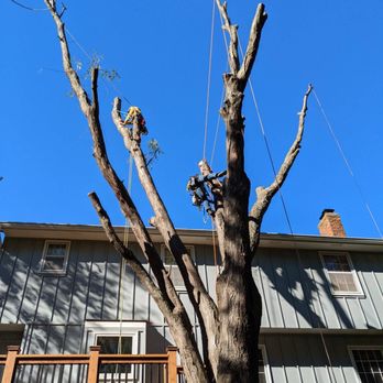 Redbird Services - Large removal - Tree Services Near Me - Overland Park, Kansas Redbird Services - Large removal - Tree Services Near Me - Overland Park, Kansas