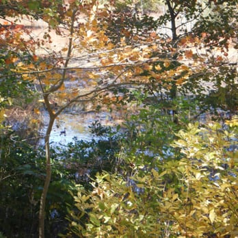 Great Cedar Conservation Area - Would not want to be here in the spring - Hiking Near Me - Old Saybrook, Connecticut