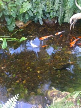 The Key West Butterfly and Nature Conservatory by null