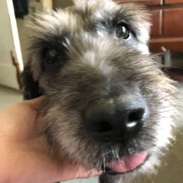 Happy Matilda after a Strutting Mutts walk!