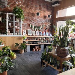 Vang's Plants and Succulents Hub - View from the counter