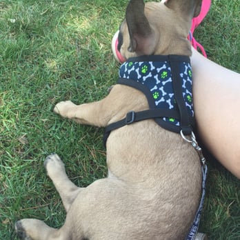 Newhall Community Park - Resting a bit on green grass and a great shade spot - Dog Parks Near Me - Concord, California