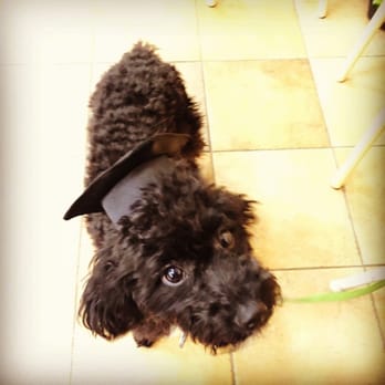 PetSmart - Doggy Graduation! - Pet Training Near Me - Toms River, New Jersey PetSmart - Doggy Graduation! - Pet Training Near Me - Toms River, New Jersey