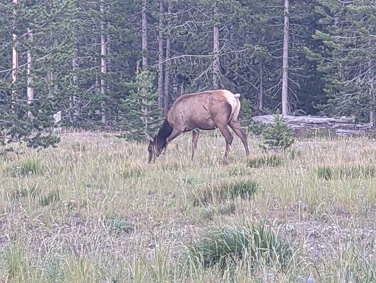 Grant Village by null