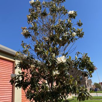 Attic Self Storage - Beautiful landscaping. Love when the magnolias are in bloom! - Self Storage Near Me - Killeen, Texas