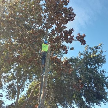 Sunshine Pro Lawn Care - Removing a Magnolia - Lawn Services Near Me - Ocoee, Florida