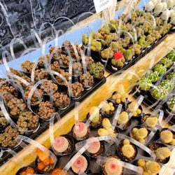 Oasis Water Efficient Gardens