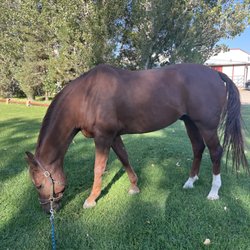 Franktown Meadows Equestrian Facility