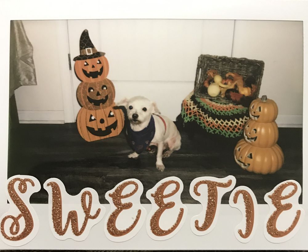 BARKIN BUBBLES GROOMING Updated June 2024 28 Photos 2019 Jennifer