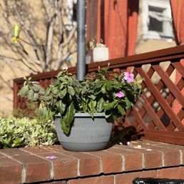 Nearby decorative plants Nearby decorative plants