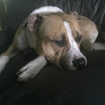 Paws N Claws Pet Services - Dog Walkers Near Me Paws N Claws Pet Services - Dog Walkers Near Me