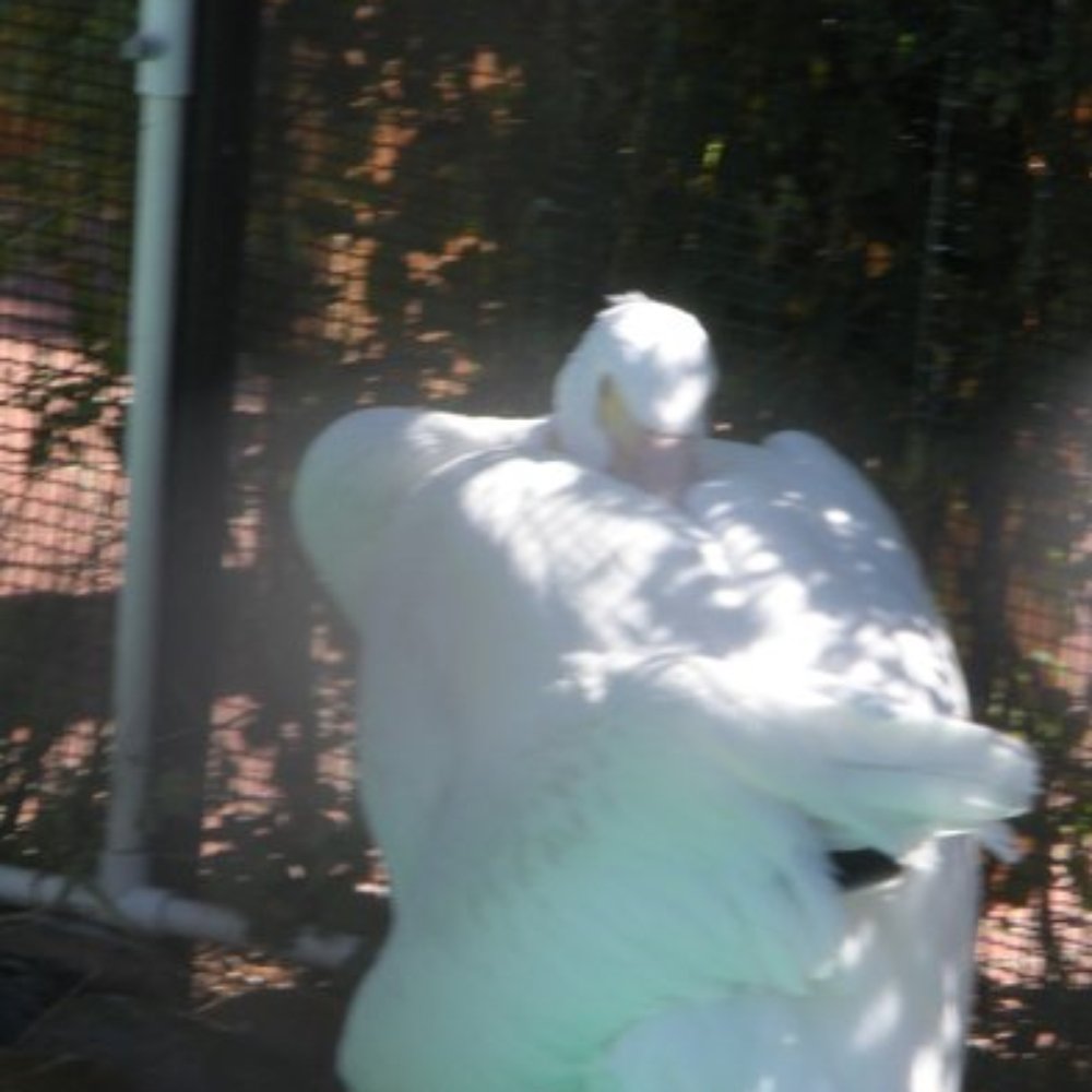 WildCare - Winter the Pelican - Animal Shelters Near Me - San Rafael, California WildCare - Winter the Pelican - Animal Shelters Near Me - San Rafael, California