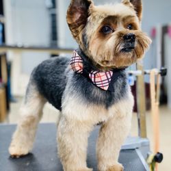 Scottie Paws Pet Resort & Spa - Messi Fresh