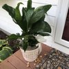 Classic Flowers gift card