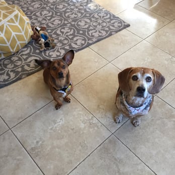 Mobile Doggie Den Grooming - Fresh and clean...and loving our bandanas - Pet Groomers Near Me - Albuquerque, New Mexico