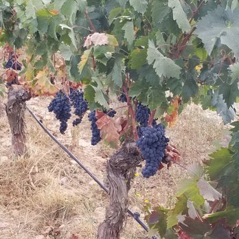Finca Torremilanos - Hotels Near Me - Aranda de Duero, BU
