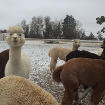 Crescent Moon Ranch - Alpacas - Ranches Near Me - Terrebonne, Oregon