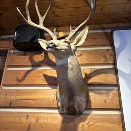 A deer which was mounted above us. A deer which was mounted above us.