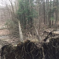 Erie County Forest