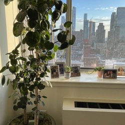 Horticultural Help - Aralia Fabian tree much healthier and no longer losing leaves thanks to Will Creed