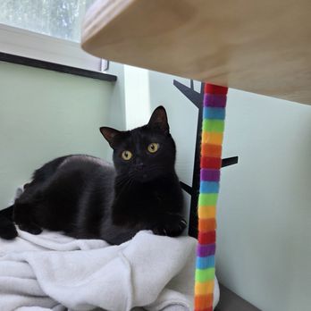 Happy Cat Hotel & Spa - Pet Boarding Near Me - Mount Laurel Township, New Jersey Happy Cat Hotel & Spa - Pet Boarding Near Me - Mount Laurel Township, New Jersey