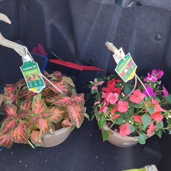 ALDI - $7.99 10" hanging baskets - Grocery Near Me - Eagan, Minnesota