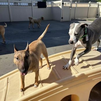 The Animal Den - Rocco at Boarding - Pet Groomers Near Me - Sacramento, California The Animal Den - Rocco at Boarding - Pet Groomers Near Me - Sacramento, California
