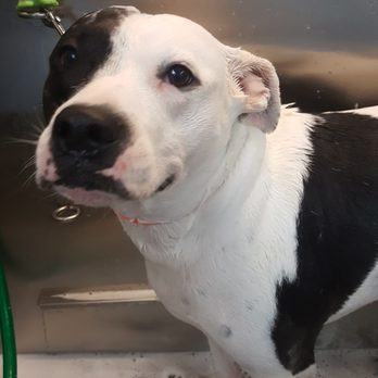 Mobile Pet Spa - Pecas :) - Pet Groomers Near Me Mobile Pet Spa - Pecas :) - Pet Groomers Near Me