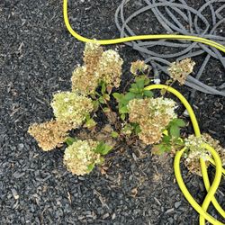 Silver Cliff Landscaping
