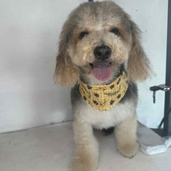 The Poodle Parlor - My sweet fur baby - Pet Groomers Near Me