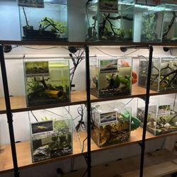 PNW Bettas - Shrimp tanks