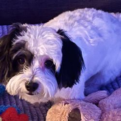 D'tails Pet Boutique & Spa - D-Tails newest client - Milo the Morkie