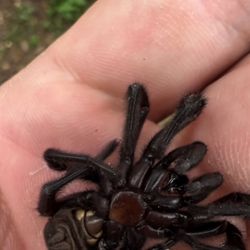 EcoForce Pest Management - Underside of a spider