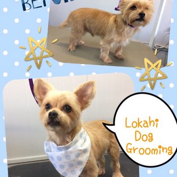 Lokahi Dog Grooming - Pet Groomers Near Me - Honolulu, Hawaii Lokahi Dog Grooming - Pet Groomers Near Me - Honolulu, Hawaii