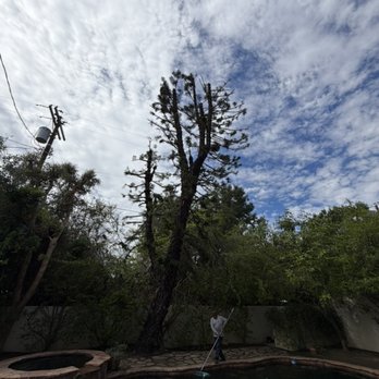 Silverstone Landscaping - Pine tree reduced by half its size, pruned, and cleaned up! - Landscaping Near Me - Los Angeles, California Silverstone Landscaping - Pine tree reduced by half its size, pruned, and cleaned up! - Landscaping Near Me - Los Angeles, California
