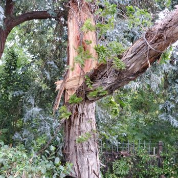 Ray's Tree Services - Tree Services Near Me - Vallejo, California
