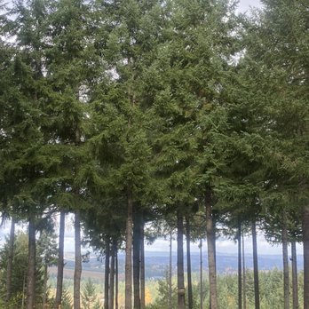 Parrett Mountain Cellars - Forest - Wine Tasting Room Near Me - Newberg, Oregon